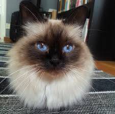 Seis nombres de gato inspirados en la cocina judía 7 gatobabka y la cocina judía