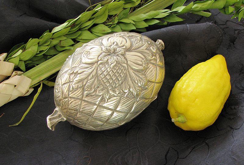 Etrog, la fruta china que se volvió símbolo de Sucot y del pueblo judío