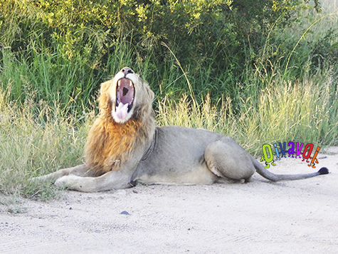 Parque Kruger: safari fotográfico y consejos prácticos 1 Te mostramos las maravillas del parque Kruger y, además, te damos unos consejos que te vendrán muy bien para planificar tu visita