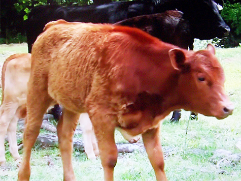 Nació una vaca roja: ¿se viene el fin del mundo? 1 Nació una vaca roja: ¿se viene el fin del mundo?