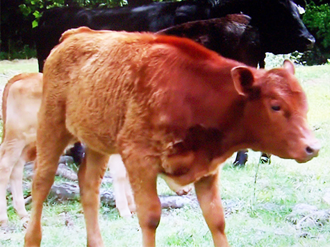 Nació una vaca roja: ¿se viene el fin del mundo?