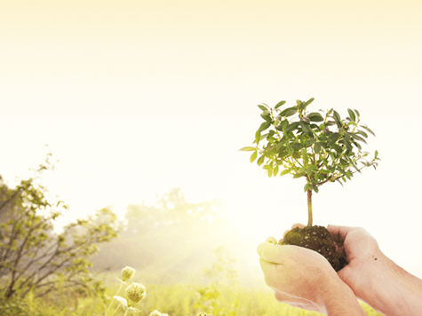 tu bishvat