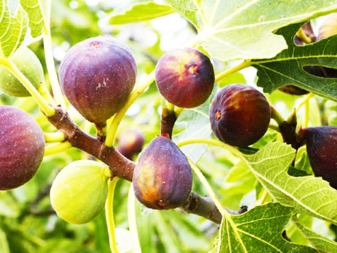 ¿Cómo cuidar a la Naturaleza, según las fuentes judías? 1 tu bishvat costumbres