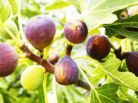 tu bishvat costumbres