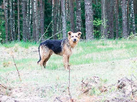 El perro Bobby, el último ser humano en la Alemania nazi