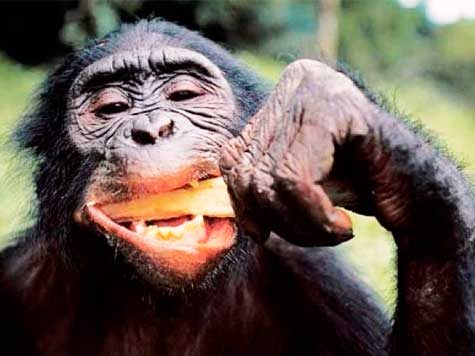 El chimpancé que predice el futuro