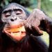 El chimpancé que predice el futuro