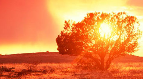 ¿Una planta que arde sin consumirse nunca? ¿Es eso posible? La ciencia da una respuesta...