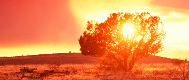 ¿Una planta que arde sin consumirse nunca? ¿Es eso posible? La ciencia da una respuesta...