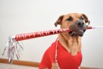En la tradición judía, los animales también tienen su año nuevo
