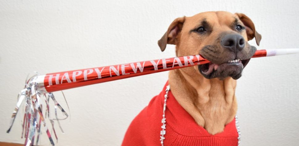 En la tradición judía, los animales también tienen su año nuevo