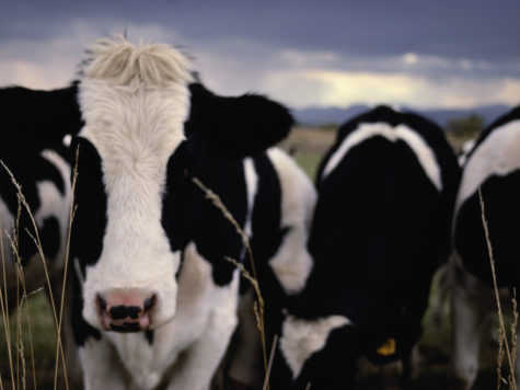 Fabrican energía limpia a partir del estiércol animal