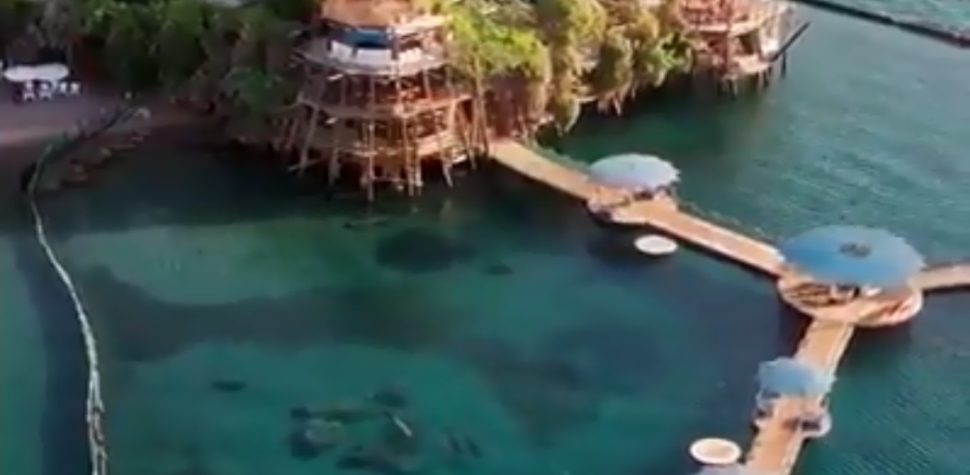 Delfines en Eilat