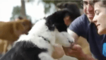 telavivpetfriendly