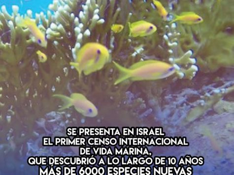 Censo internacional de vida marina: 20 de Diciembre 1 Censo internacional de vida marina: 20 de Diciembre