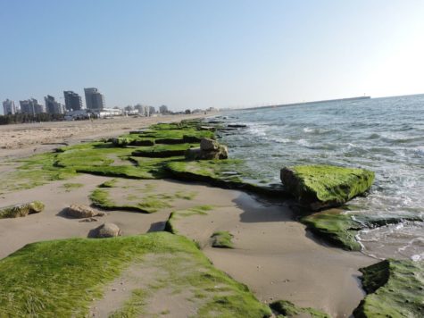 Ashdod, la ciudad más ecológica del Mediterráneo según la ONU