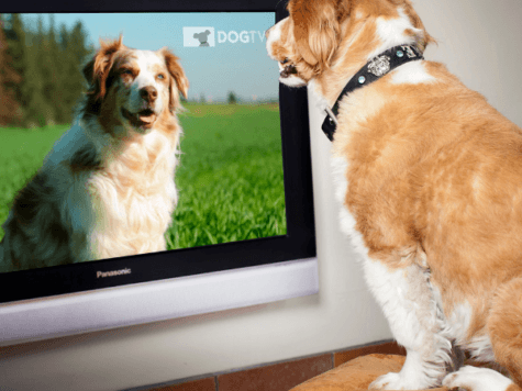 DogTV, para que tu perro no se sienta solo