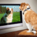 DogTV, para que tu perro no se sienta solo