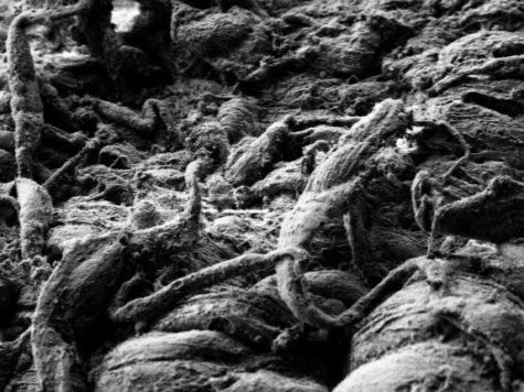 Un "tapabocas" interno para prevenir la propagación del coronavirus 1 Aerosol nasal Bio-Wall