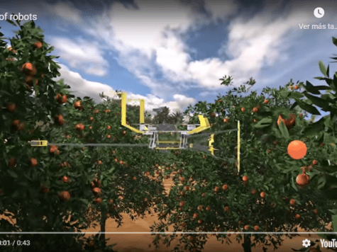 El increíble robot volador que cosecha la fruta de los árboles