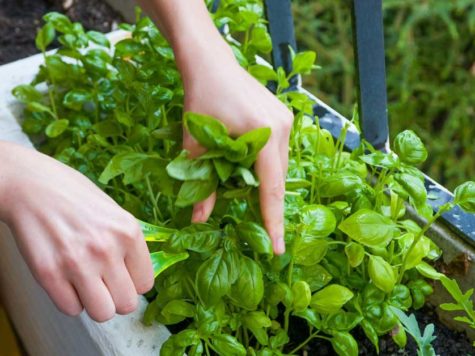 Alimentos afrodisiacos de la cocina judía: la albahaca  