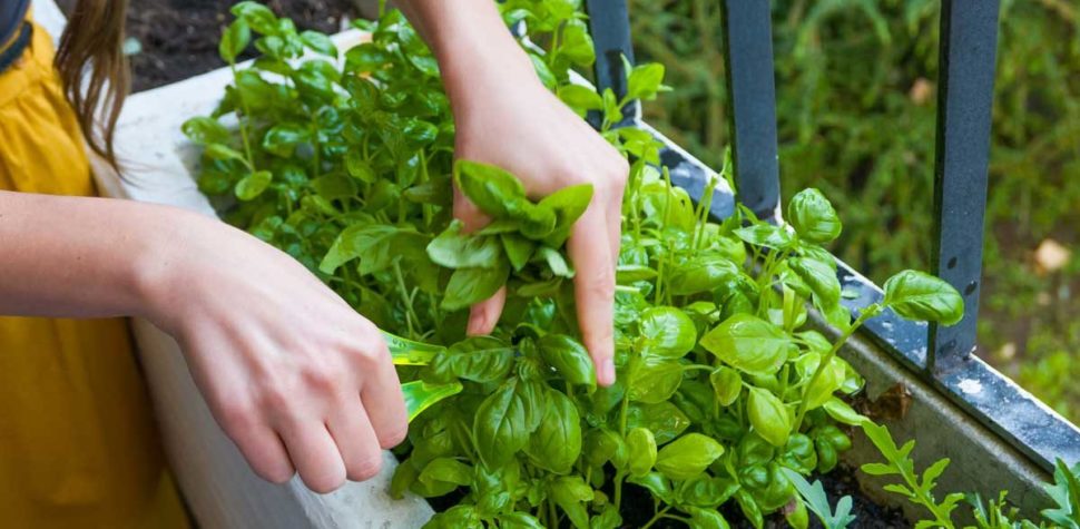 Alimentos afrodisiacos de la cocina judía: la albahaca  