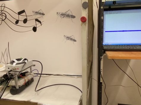 Israel: conectan un oído de langosta a un robot para crear tecnología parte animal y parte máquina 1 Israel: conectan un oído de langosta a un robot para crear tecnología parte animal y parte máquina