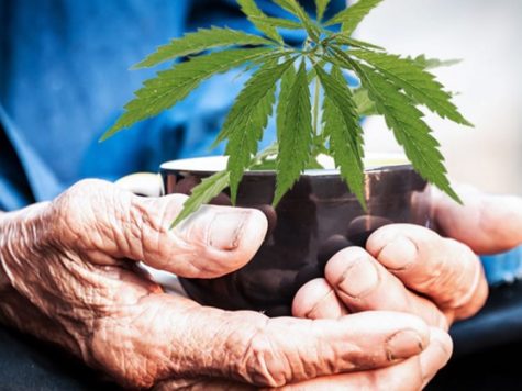 El cannabis podría ofrecer una cura para la demencia: estudio germano-israelí 1 El cannabis podría ofrecer una cura para la demencia: estudio germano-israelí