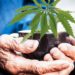 El cannabis podría ofrecer una cura para la demencia: estudio germano-israelí