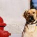 Tel Aviv: analizarán el ADN de la caca de perro para multar a los dueños que no la limpien