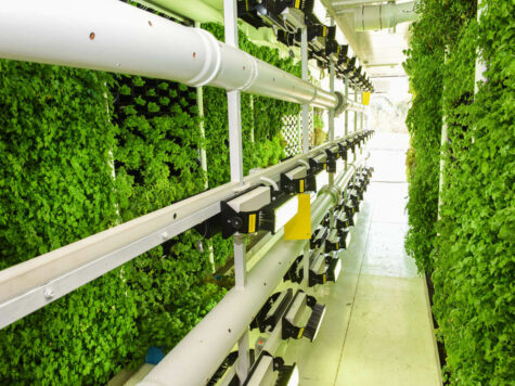 Granjas verticales: tu próxima ensalada se cultiva en la pared