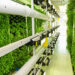 Granjas verticales: tu próxima ensalada se cultiva en la pared