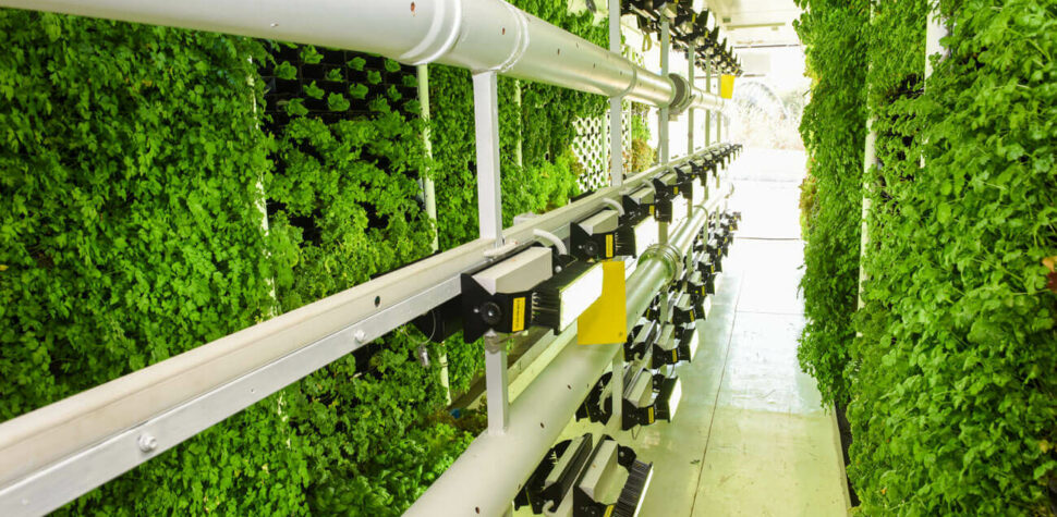 Granjas verticales: tu próxima ensalada se cultiva en la pared