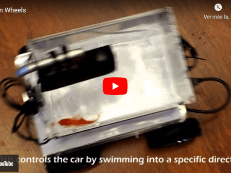 Increíble pero real: científicos israelíes enseñan a peces a conducir un "automóvil"