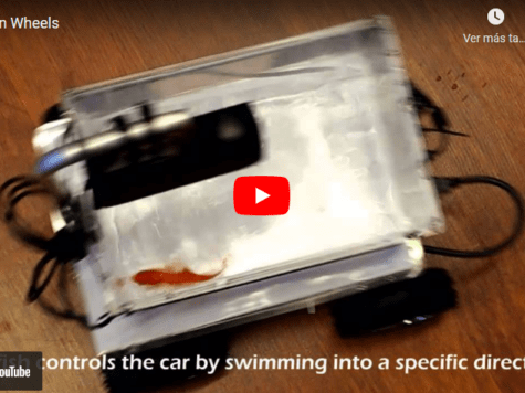Increíble pero real: científicos israelíes enseñan a peces a conducir un "automóvil" 1 Increíble pero real: científicos israelíes enseñan a peces a conducir un "automóvil"