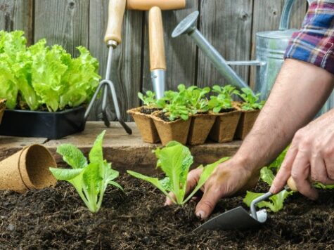 Ácaros, el arma israelí contra las pestes y los pesticidas