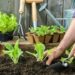 Ácaros, el arma israelí contra las pestes y los pesticidas