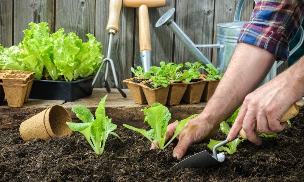 Ácaros, el arma israelí contra las pestes y los pesticidas